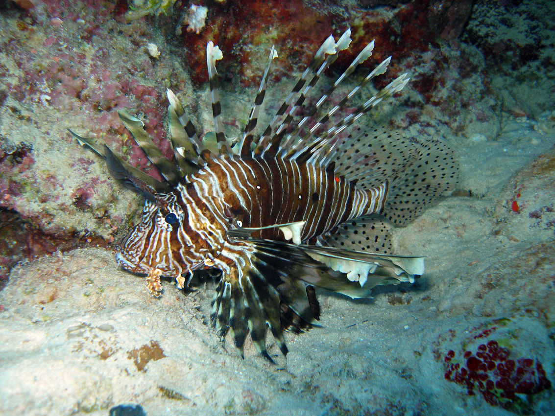 Pterois volitans (Pesce leone comune)